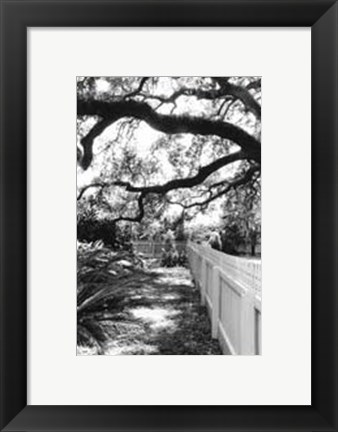 Framed Summer Shade I Print