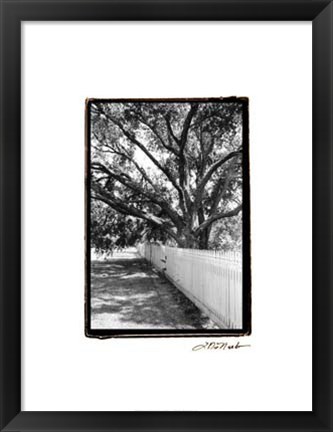 Framed Summer Shade II Print