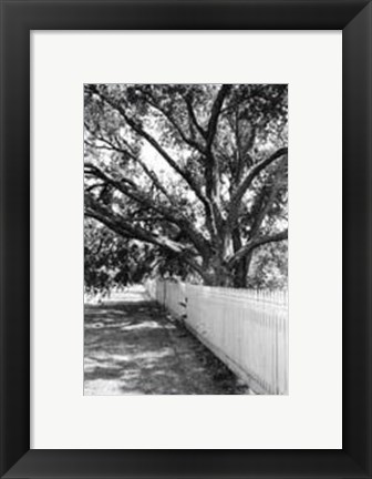 Framed Summer Shade II Print