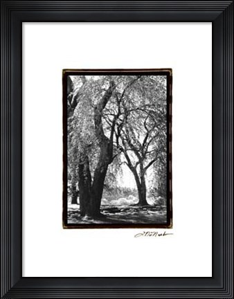 Framed Summer Shade III Print
