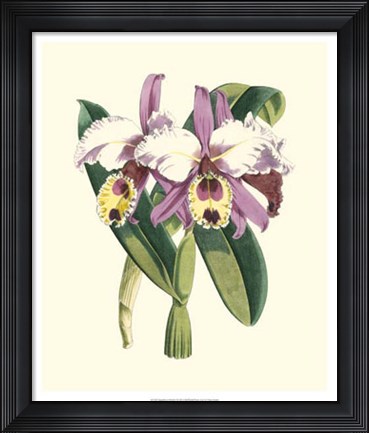 Framed Magnificent Orchid I Print