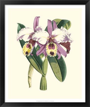 Framed Magnificent Orchid I Print