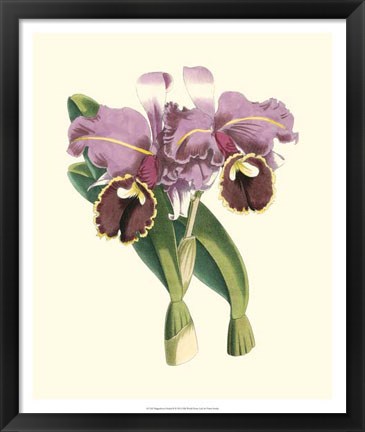 Framed Magnificent Orchid II Print