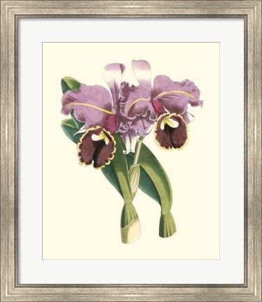 Framed Magnificent Orchid II Print