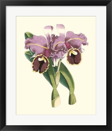 Framed Magnificent Orchid II Print