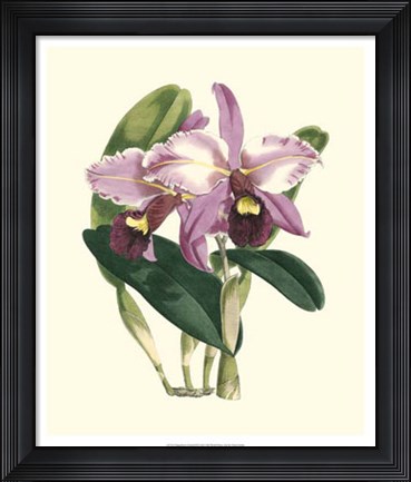 Framed Magnificent Orchid III Print