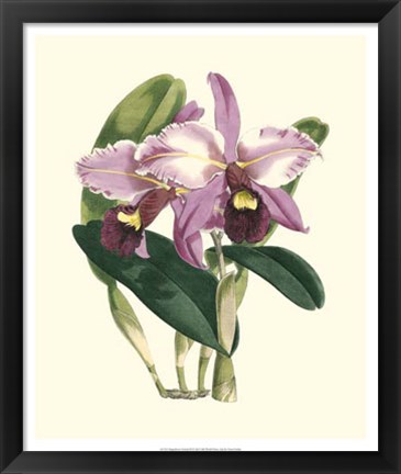 Framed Magnificent Orchid III Print