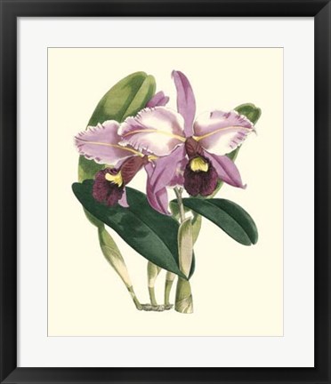 Framed Magnificent Orchid III Print