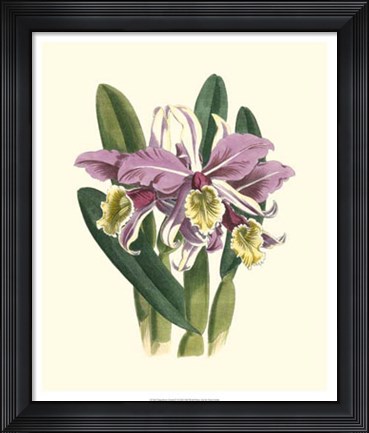 Framed Magnificent Orchid IV Print