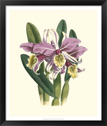 Framed Magnificent Orchid IV Print