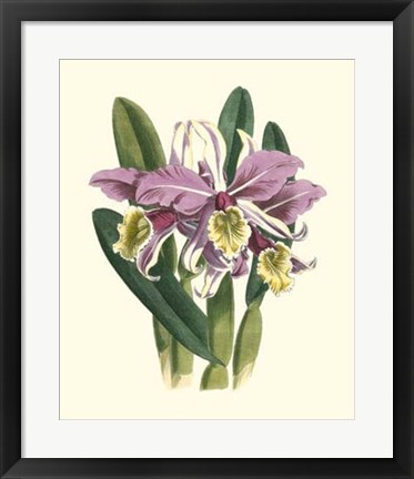 Framed Magnificent Orchid IV Print