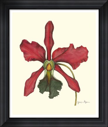 Framed Majestic Orchid IV Print