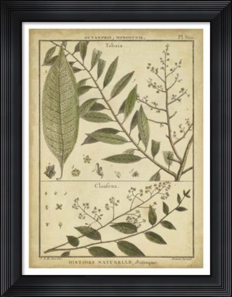 Framed Antique Ferns I Print