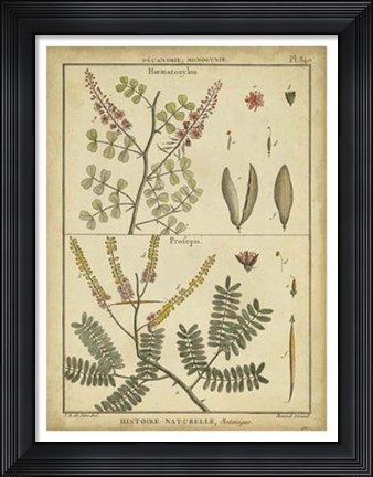 Framed Antique Ferns II Print