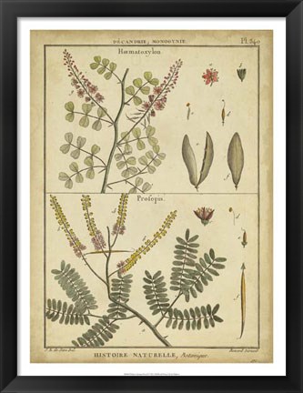 Framed Antique Ferns II Print