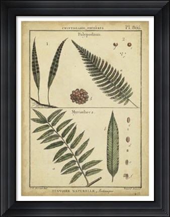 Framed Antique Ferns III Print