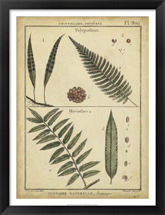 Framed Antique Ferns III Print