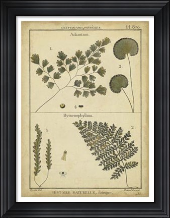 Framed Antique Ferns IV Print