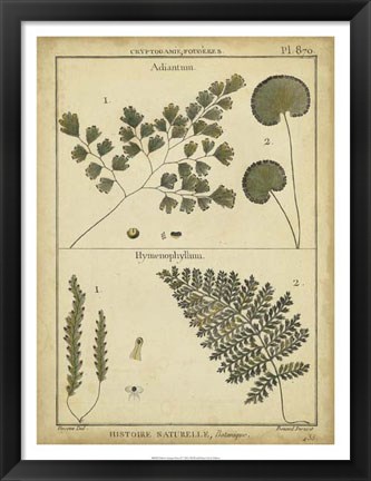 Framed Antique Ferns IV Print