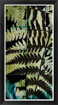 Framed Midnight Ferns II Print