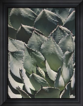 Framed Agave I Print