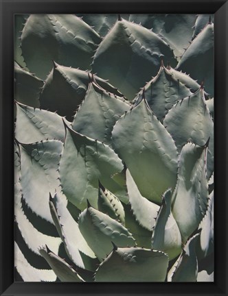 Framed Agave I Print