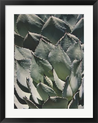 Framed Agave I Print