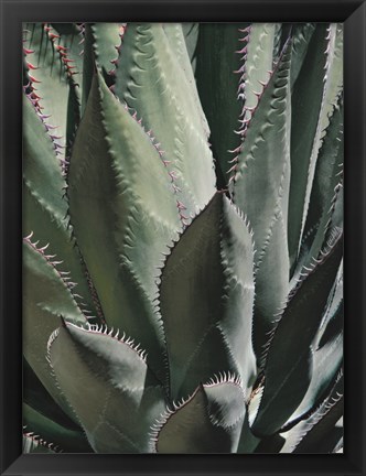 Framed Agave II Print