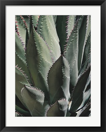 Framed Agave II Print