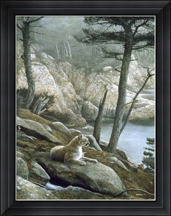 Framed Cougar Print