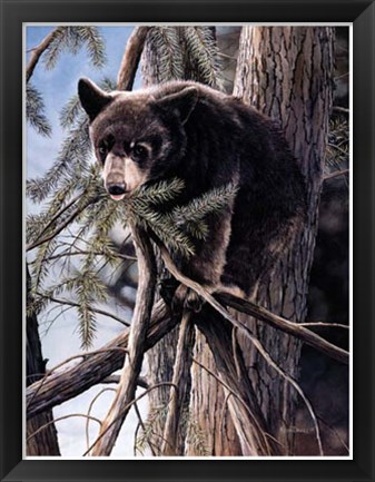Framed Out on a Limb Print