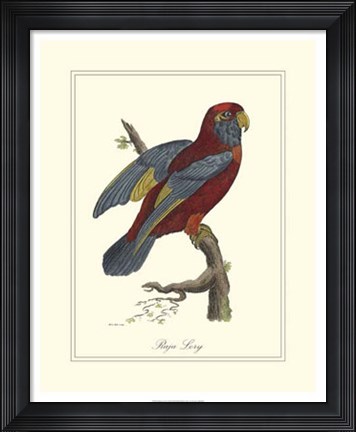 Framed Raja Lory Print