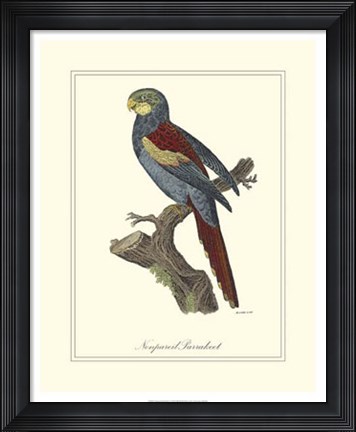 Framed Nonpareil Parrakeet Print