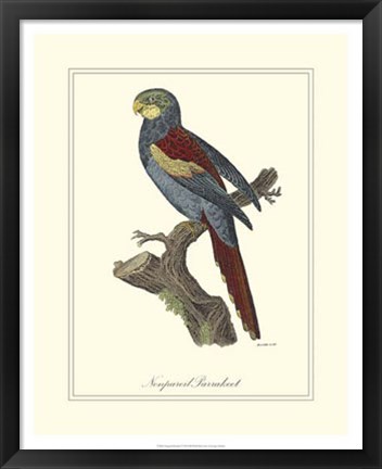 Framed Nonpareil Parrakeet Print