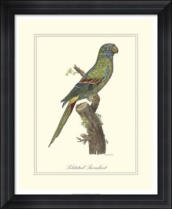 Framed Solstitial Parrakeet Print
