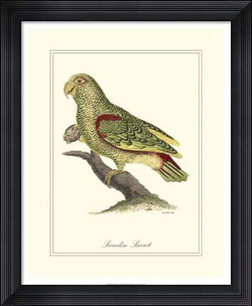 Framed Paradise Parrot Print