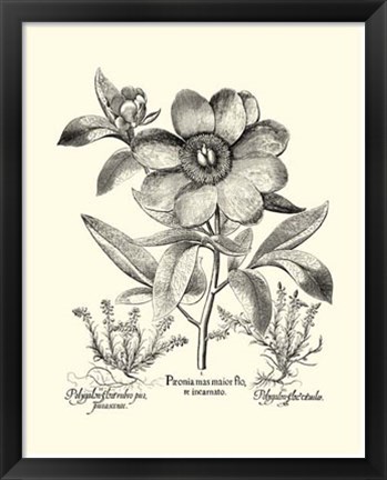 Framed Black and White Besler Peony I Print