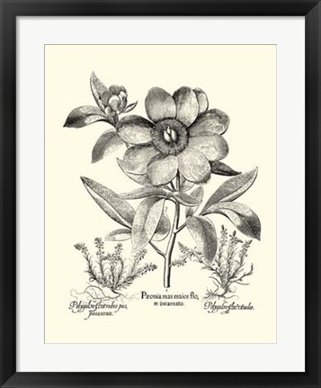 Framed Black and White Besler Peony I Print