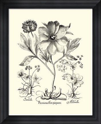 Framed Black and White Besler Peony II Print