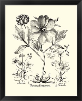 Framed Black and White Besler Peony II Print