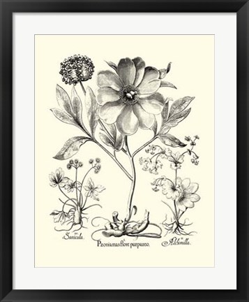 Framed Black and White Besler Peony II Print