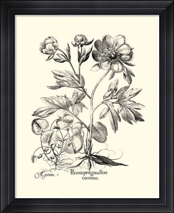 Framed Black and White Besler Peony III Print