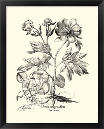 Framed Black and White Besler Peony III Print