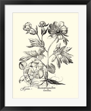 Framed Black and White Besler Peony III Print