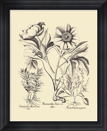 Framed Black and White Besler Peony IV Print