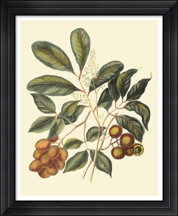 Framed Foliage, Flowers &amp; Fruit I Print