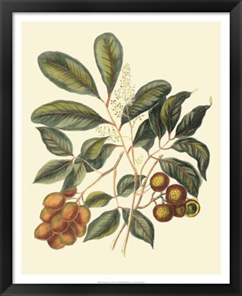 Framed Foliage, Flowers &amp; Fruit I Print