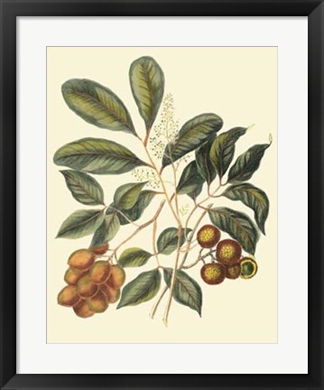 Framed Foliage, Flowers &amp; Fruit I Print