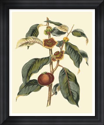 Framed Foliage, Flowers &amp; Fruit II Print