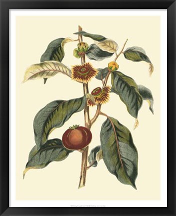 Framed Foliage, Flowers &amp; Fruit II Print